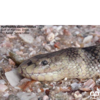 گونه مار دریایی حلقه دار Annulated Sea Snake